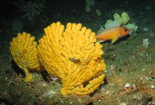 Ocean Conservationist Cheers New Protections for Corals, Sponges
