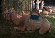 Annual Living Nativity