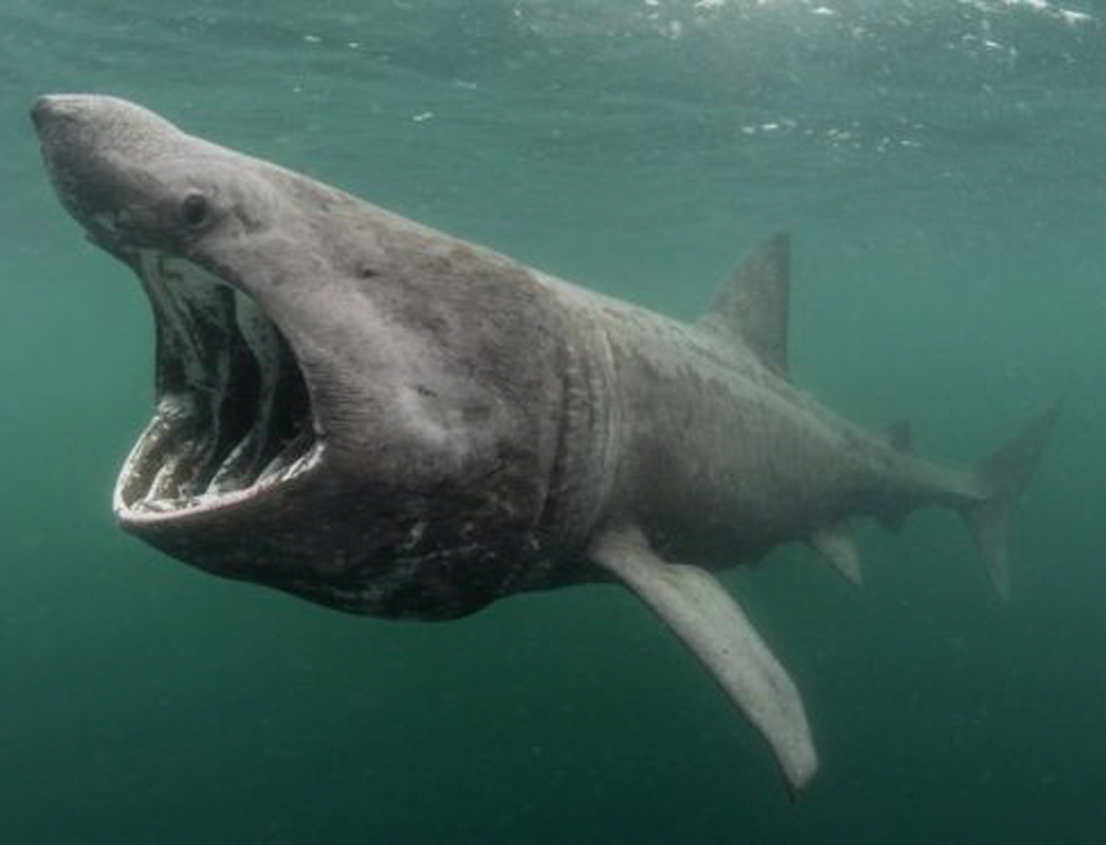 basking shark