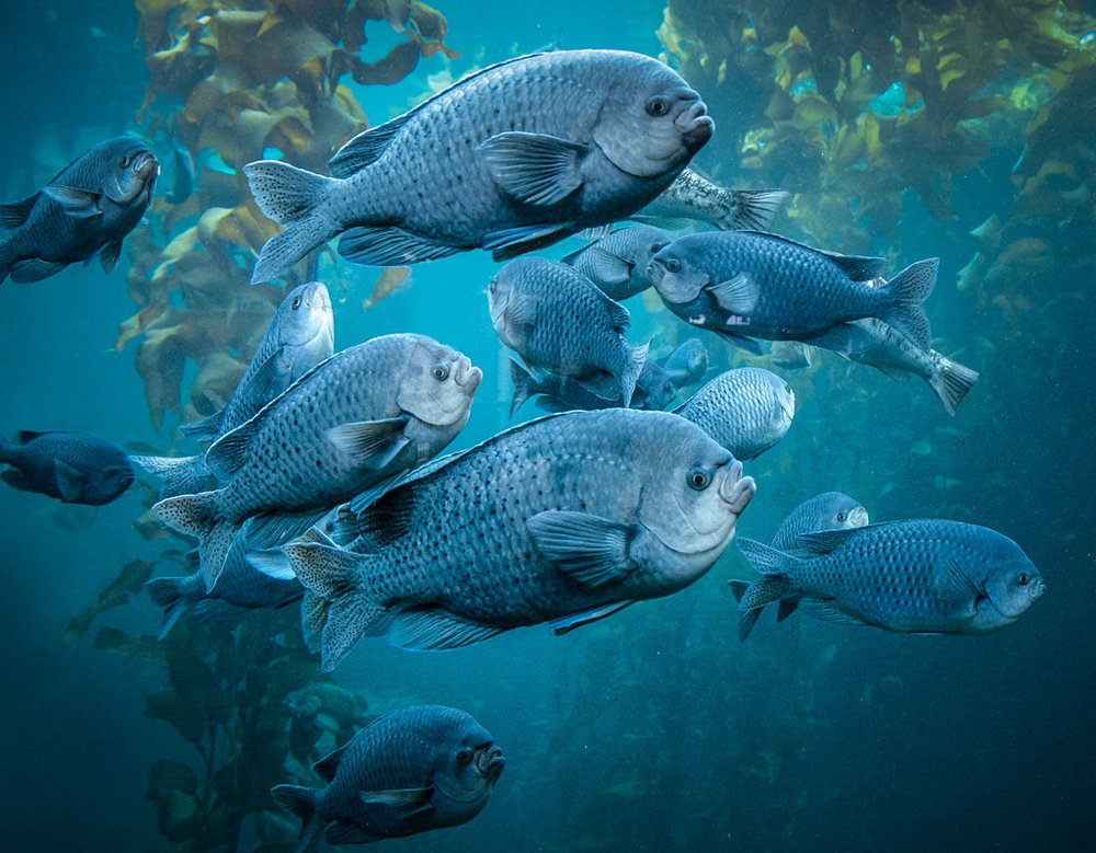 Marine Heat Waves Spell Trouble For Tropical Reef Fish Even Before Corals Die