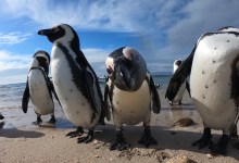 Premiere Film Screening “Saving Penguins”