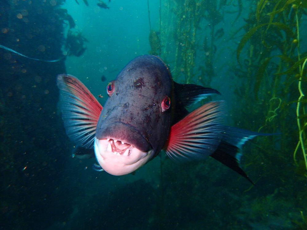 Sheep Head Fish