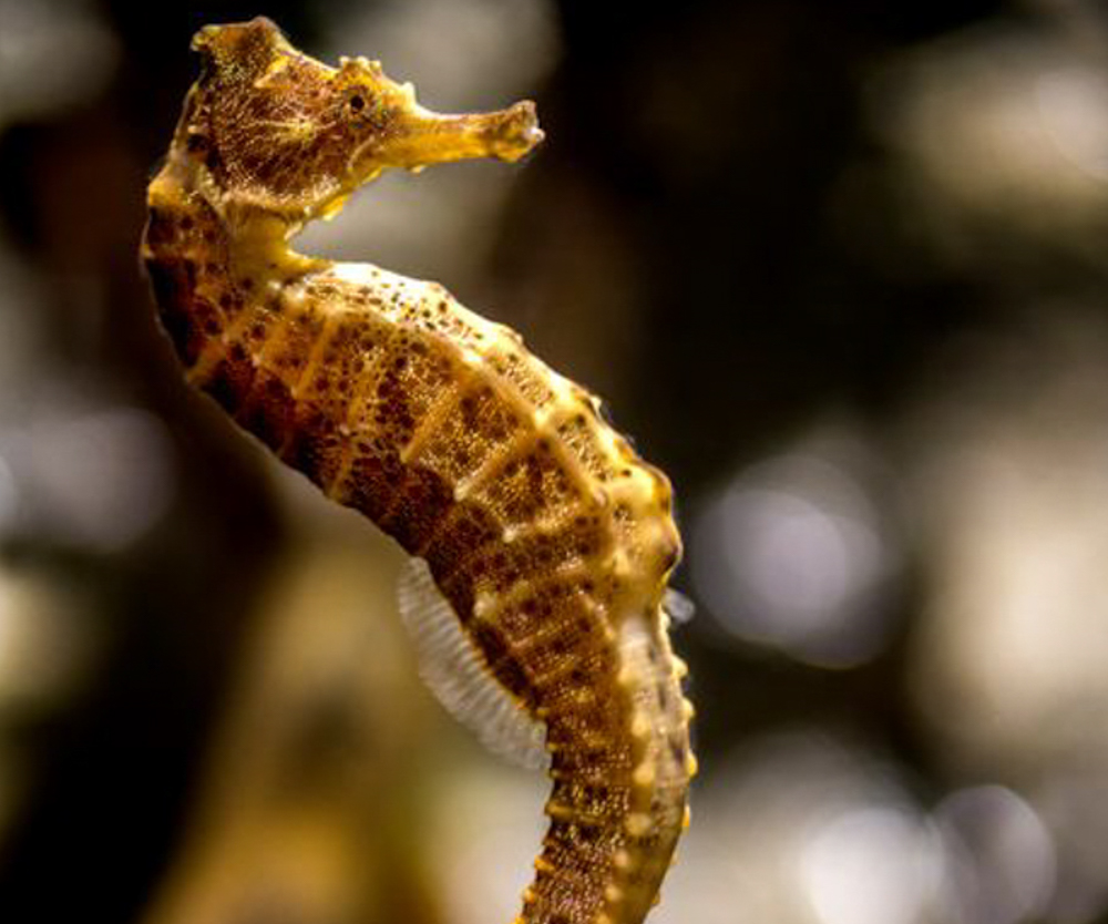 sea horse