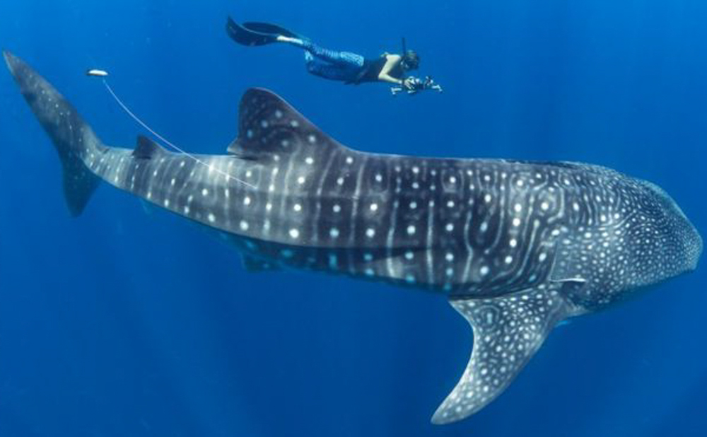 whale shark