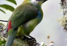 Birding Peru with 4 Guides from 4 Continents
