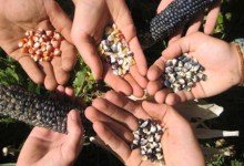 2020 – 12th Annual Santa Barbara Community Seed Swap