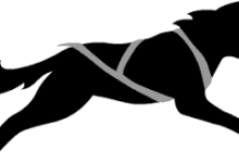 Film Series: “Arctic Dogs”