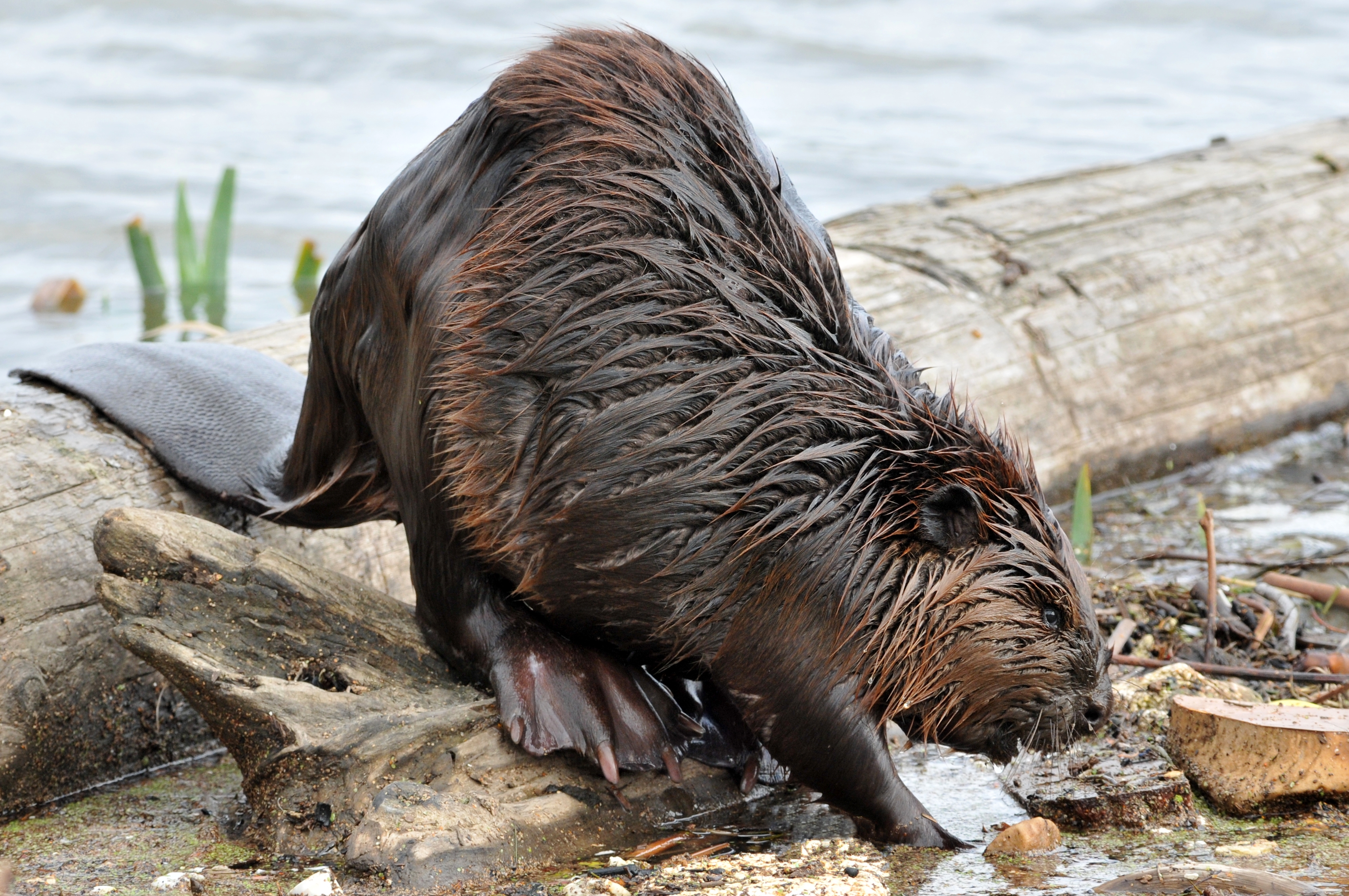 Beavers Are Keystone Species in USA