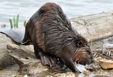 Beavers, a Keystone Species