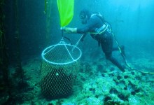 ‘The Delicacy’ Launching on SommTV