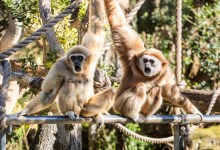 After Rough Few Years, Elderly Zoo Gibbon Gets New Mate