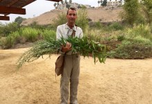Winter Medicinal Plant Workshop in Ojai