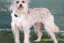 Adoptable Pet of the Week: Maggie