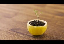 Upcycling Through Gardening