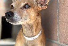 Adoptable Pet of the Week: Oak