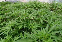 Laughable Cannabis Claims
