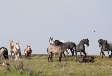 Author Signing: Deborah Kalas-A Wild Herd