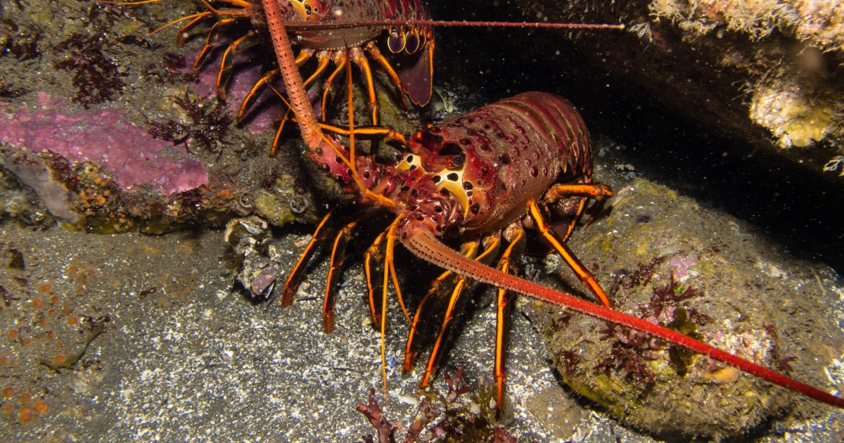 Coronavirus Hurts Santa Barbara Lobster Business - The ...