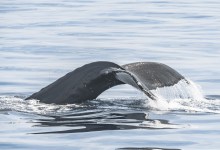 Gray Whale Migration Season Kicks Off