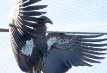 Zoo Welcomes Three New Condors