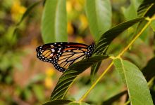 Free Monarch Butterfly Forum