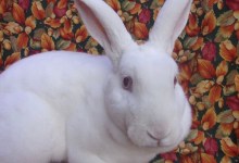 Adoptable Pet of the Week: Sugar