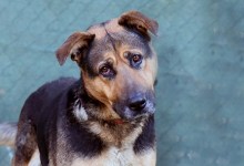 Adoptable Pet of the Week: Willow