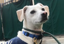 Adoptable Pet of the Week: Doby