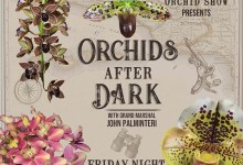 Orchids After Dark