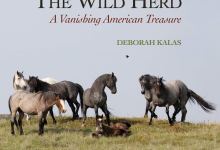 ‘Wild Herd: A Vanishing American Treasure’
