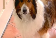 Pets and the Pandemic