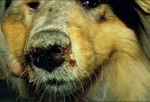 County Issues Canine Disease Distemper Warning