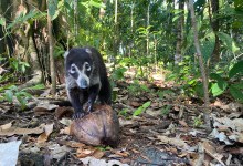 Tripping on Costa Rica’s Biodiversity