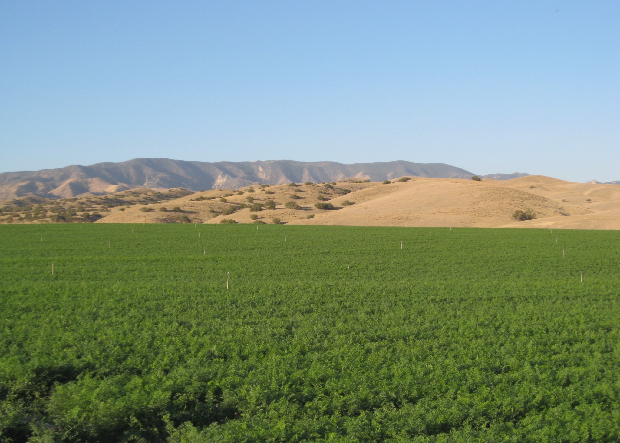 Cuyama Valley Carrot Growers Get the Stick The Santa Barbara Independent