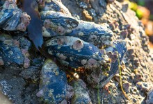 Science Pub: Sticky When Wet – Marine Mussels