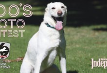 Fido’s Photo Contest