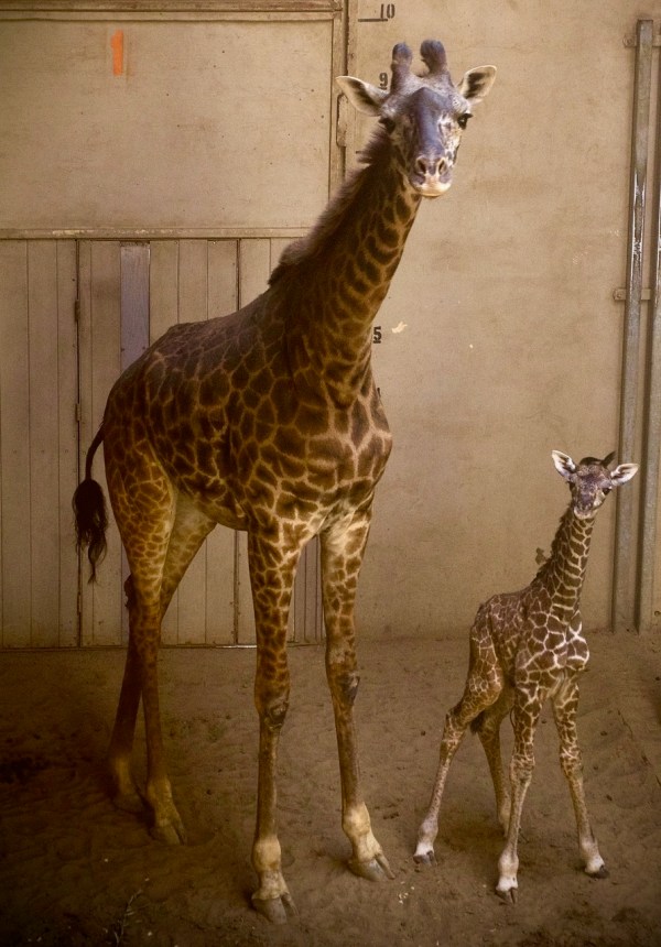 Santa Barbara Zoo Staff Mourns Death of Newborn Giraffe - The Santa ...