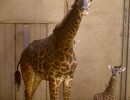 Santa Barbara Zoo Welcomes Twiga the Baby Giraffe