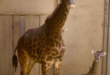 Santa Barbara Zoo Welcomes Twiga the Baby Giraffe