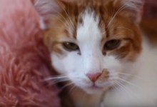 Need Some Cat Therapy?