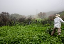 Restore Habitat at the San Marcos Foothills