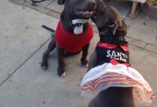 Goleta Woman Survives Attack by Two Dogs