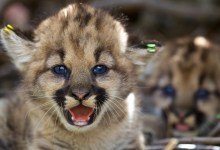 California Takes Steps to Protect Mountain Lions