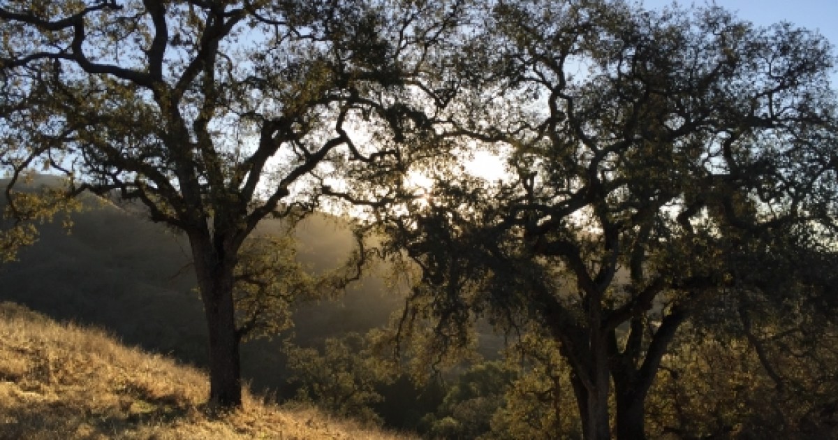Forests Are Adapting to Climate Change—For Now - Santa Barbara Independent