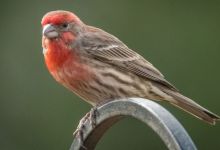 Backyard Birding Really Helps Being Stuck at Home