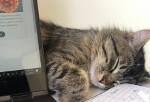 Fostering a Cat Called Fish