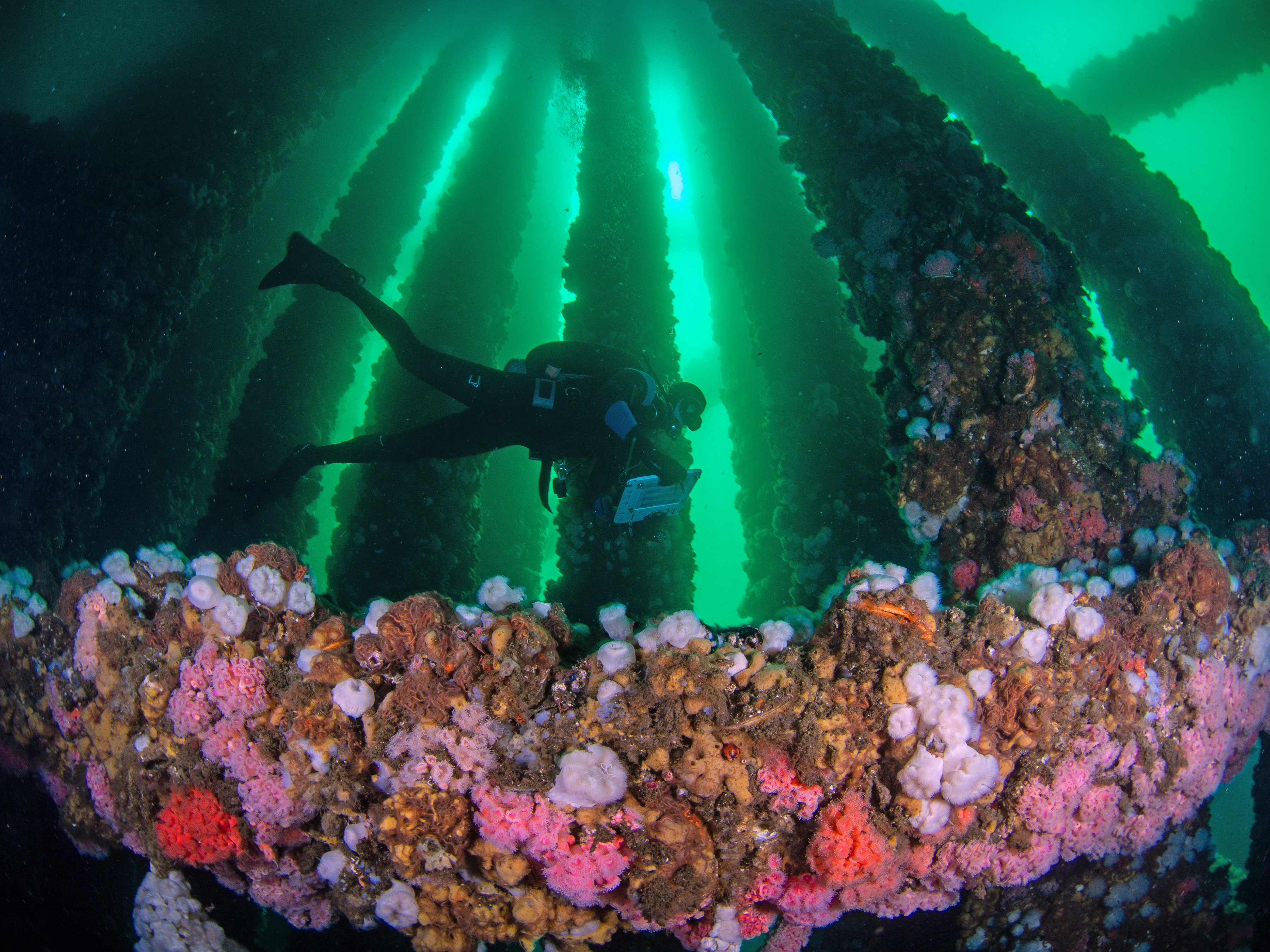 Milton Love  UCSB Marine Science Institute