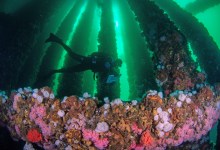 Sea Life Finds a Way Among Old Oil Platforms’ ‘Jacket Complexity’