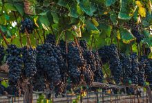 Full Belly Files | Can Old Vines Get Official?