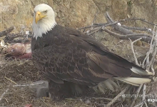 Earth Day: Nature Cams and Soundscapes